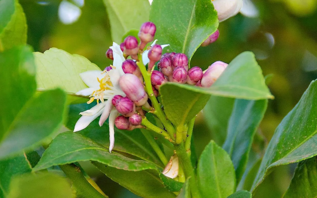 Finca La Casa Verde 拉拉古纳